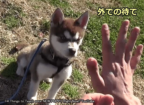 犬の待ては刺激の多い屋外環境でも再現できなければ実用性はない