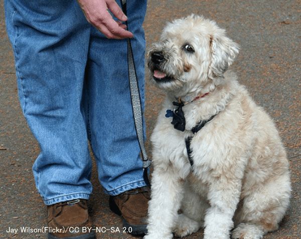 犬にとってお座りはブレーキ、待てはサイドブレーキ