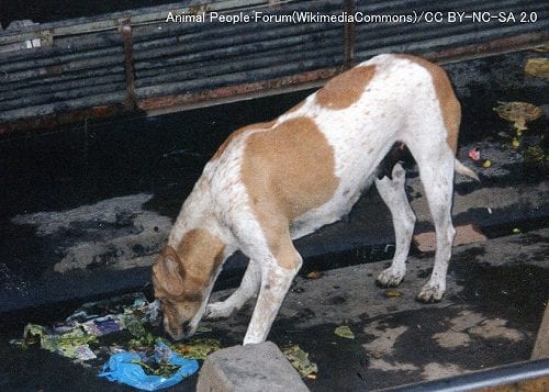 犬は一度痛い目にあった食べ物をたった1度の経験で記憶する