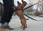 犬の飛びつき癖の原因としては、まず第一に欲求不満を考慮する