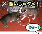 犬がトイレの失敗をしたときにやってはいけないのは、犬を叱ったり大声を上げること