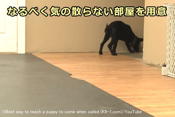 無味乾燥な部屋で犬の集中力を高める