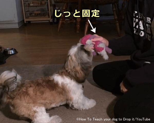 犬の出せのしつけでは、まず魅力の少ないものを口にくわえさせる