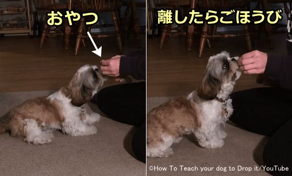 犬の鼻先におやつを持っていき自発的に口を開けるよう誘導してあげる