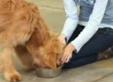 最終目標は、食事している犬の食器に、飼い主が手を入れてもうならない状態になること。