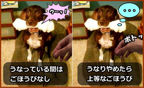 犬がお気に入りのものを独り占めしているときに近づいてくる人の手には、犬にとって占有物よりも魅力的なものが握られていると覚えこませる。