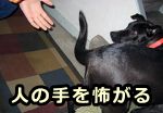 人の手を異常に怖がる犬の「ハンドシャイ」