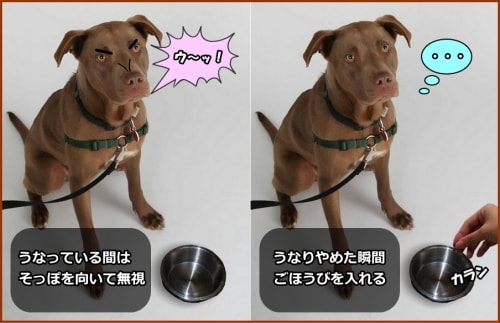 犬のうなる癖をしつけ直す 食べ物 おもちゃ 恐怖などを理由とするうなりを自然にやめさせる方法 子犬のへや