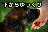 犬に手から直接エサやおやつを与えるときは、犬が怖がらないよう必ず下からゆっくりと近づけること。