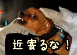 犬が自分のえさやおやつなど、食物に関連したものに対して異常な執着心を見せることをフードガーディングとも言います。