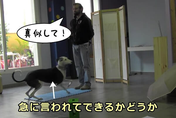 模倣を要求されていない状況において、犬はどの程度エピソード記憶を保持しているか