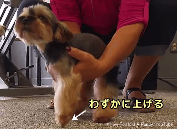 犬の抱っこのしつけ 小型犬の正しい抱き方と暴れないように持ち上げる方法 子犬のへや