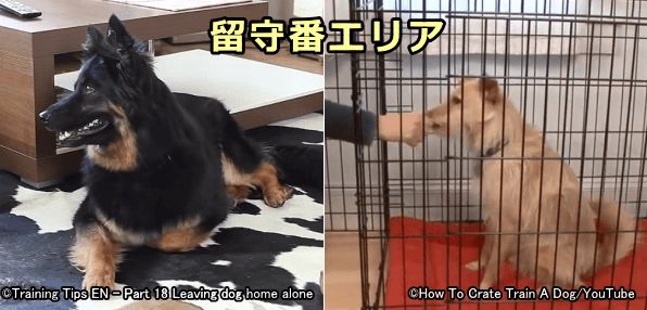 犬の留守番のしつけ 分離不安を軽減してケージやサークル内におけるストレスを最小限に抑える方法 子犬のへや