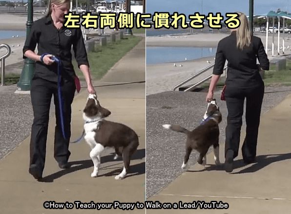 犬のリーダーウォークのしつけ リードを引っ張る 歩かないなど散歩時の問題行動をなおす方法 子犬のへや