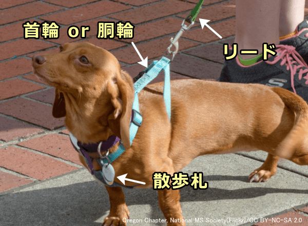 犬を散歩に連れ出すときは首輪（胴輪・ハーネス）とリード、および各種の散歩札（鑑札・注射済票・迷子札）が必要