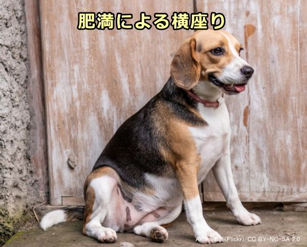 犬の「横座り」の原因～肥満による膝関節屈曲姿勢困難