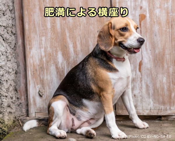 犬のお座りのしつけ 飼い主の正面でも横でも自然に腰を下ろせるようになる教え方 子犬のへや