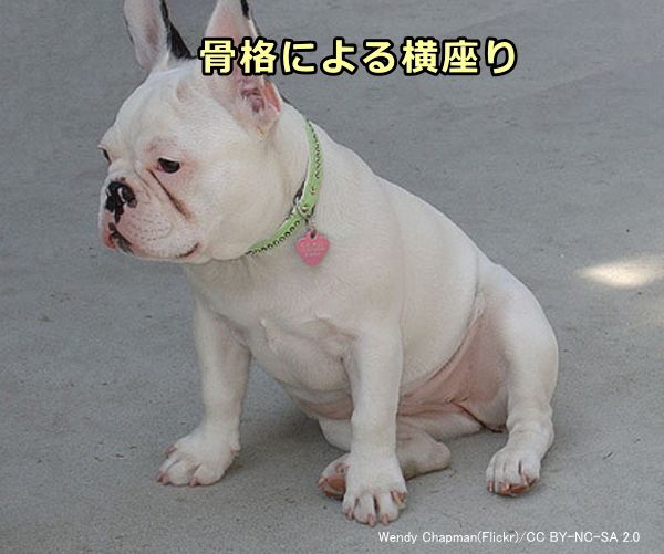 犬のお座りのしつけ 飼い主の正面でも横でも自然に腰を下ろせるようになる教え方 子犬のへや