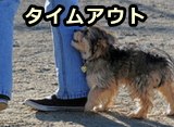 犬のわがままを助長しないため、関心を剥奪するという「タイムアウト」を適用することは非常に効果的