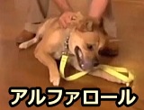 一部のテレビ番組で行われている力づくの犬のしつけ法（たとえばアルファロールやドミナンスダウンなど）