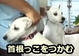 犬の首根っこをつかんで持ち上げるスクラフアンドシェイク（scruff and shake）