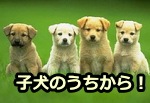 犬の問題行動を予防するには、子犬の頃からの一貫したしつけプログラムが必要