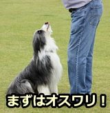 犬にとって必要不可欠な刺激を与える前に、必ずオスワリの指示を出し、犬の心と体をフォーマットするのがフォーマットトレーニング