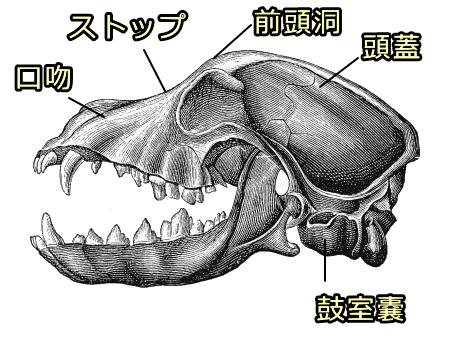 家畜化された動物の特徴が、とりもなおさず現代に生きる犬の特徴と一致するのは、極めて多くのことを示唆しています。