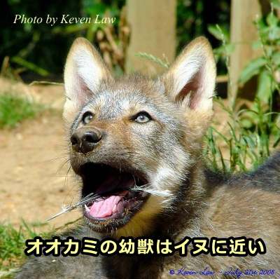 オオカミの幼獣の顔が犬の顔に似ているという事実は、かねてから多くの学者が指摘していました。