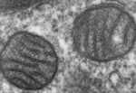 ミトコンドリアは細胞一つ一つの中に存在しており、主として有酸素運動に関与しています。