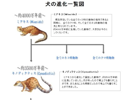 犬の進化一覧図