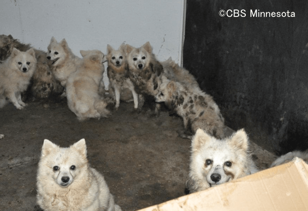 犬の不妊手術を怠ることが多頭飼育崩壊の主たる原因