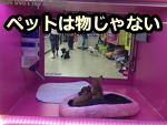 犬や猫は衝動買いの対象になるような”物”じゃない