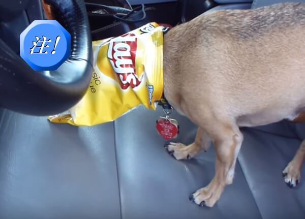 犬が食べると危険な中毒食品・食材～人間用の食べ物