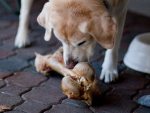 犬の代名詞ともいえる骨は近年危険物として扱われ始めている