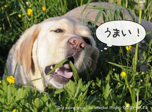 犬が草を食べる理由としては満腹感を促すためという説が有力
