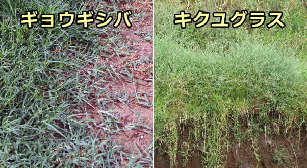 犬への草の与え方 完全ガイド 安全な食用草の育て方から中毒の危険性まで 子犬のへや