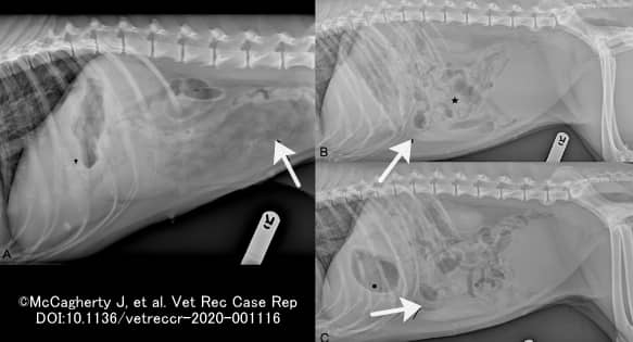 直線状異物として犬の腸内に引っかかった草の塊（エックス線）