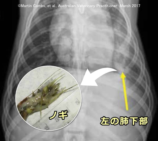 植物のノギ（芒）は組織を突き破って体中の至るところに迷入する