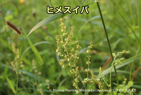 犬への草の与え方 完全ガイド 安全な食用草の育て方から中毒の危険性まで 子犬のへや