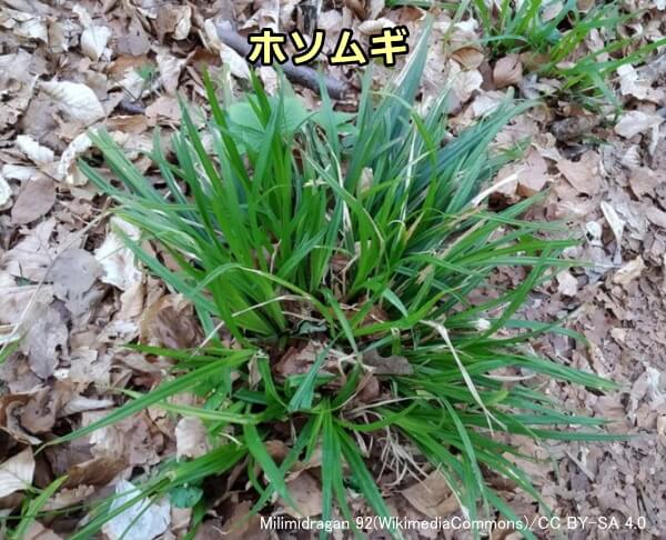 犬への草の与え方 完全ガイド 安全な食用草の育て方から中毒の危険性まで 子犬のへや