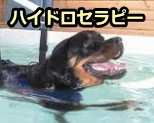 水中で犬に無理なく運動させる「ハイドロセラピー」（Hydrotherapy）