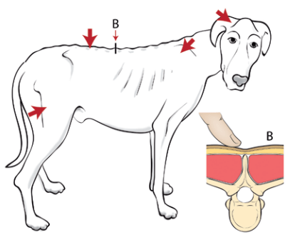 犬のマッスルコンディションスコア（MCS）～わずかな筋肉の喪失