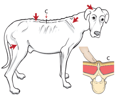 犬のマッスルコンディションスコア（MCS）～かなりの筋肉の喪失