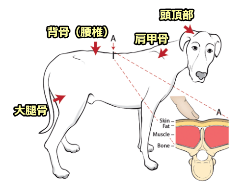 犬のマッスルコンディションスコア（MCS）～通常の筋肉量