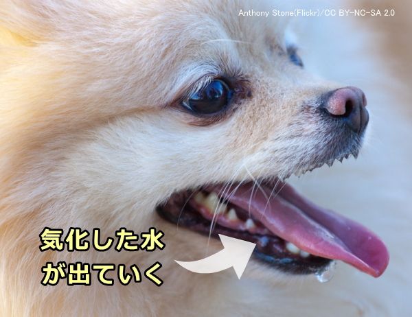 犬は汗をかかないがパンティングに伴う唾液の気化で大量の水分を失う