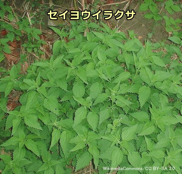 犬のアレルギーを引き起こしやすい草「セイヨウイラクサ」