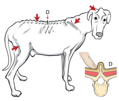 犬のマッスルコンディションスコア（MCS）～ひどい筋肉の喪失