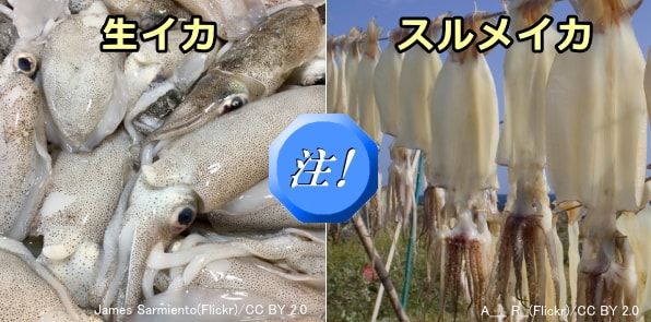 犬が食べると危険な中毒食品・食材～イカ・スルメ