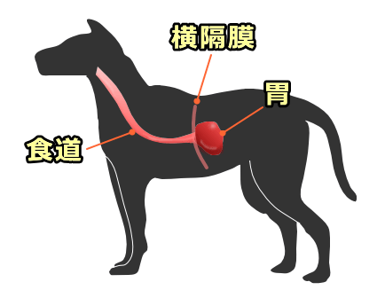 犬の体内における食道の位置・模式図